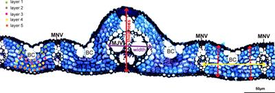 Multi-model genome-wide association studies of leaf anatomical traits and vein architecture in rice